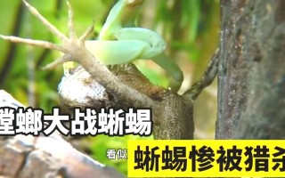 V体育-荷兰队与加拿大斗智斗勇，谁能笑到最后？